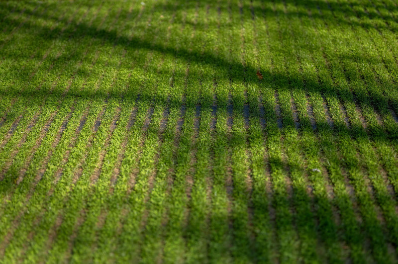 Eco grasslines small 25/25/10 cm carbon